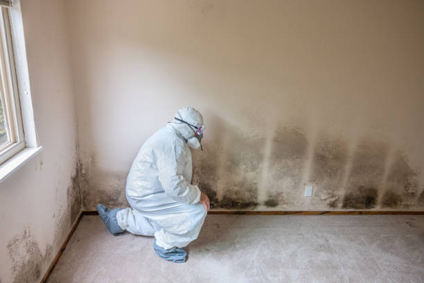 Best Biohazard Mold Removal  in Ferriday, LA